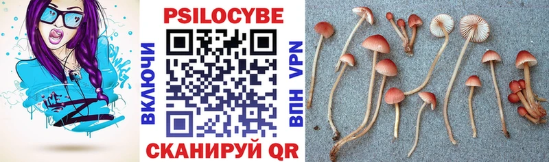 Псилоцибиновые грибы Psilocybe  что такое   Слюдянка 